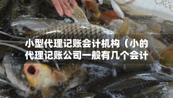 小型代理記賬會計機構(gòu)（小的代理記賬公司一般有幾個會計）