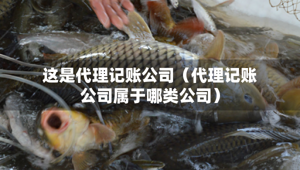 這是代理記賬公司（代理記賬公司屬于哪類公司）