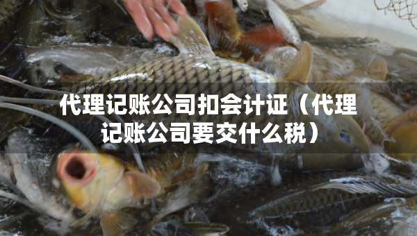 代理記賬公司扣會計證（代理記賬公司要交什么稅）