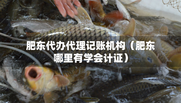 肥東代辦代理記賬機(jī)構(gòu)（肥東哪里有學(xué)會(huì)計(jì)證）