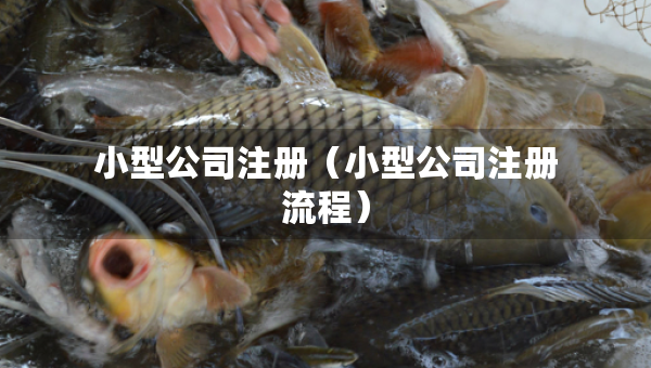 小型公司注冊（小型公司注冊流程）