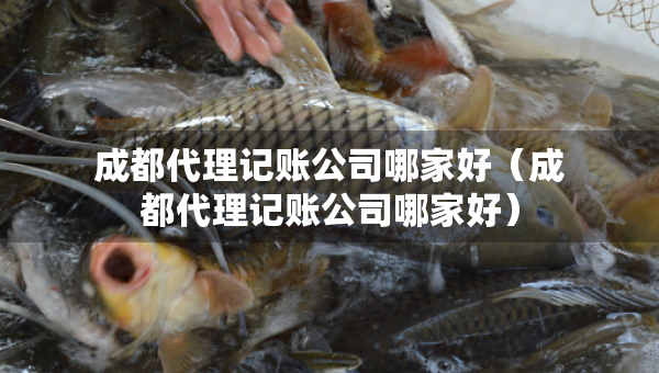 成都代理記賬公司哪家好（成都代理記賬公司哪家好）