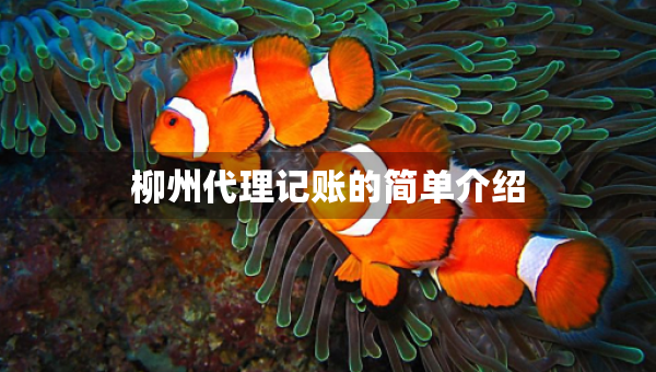 柳州代理記賬的簡(jiǎn)單介紹