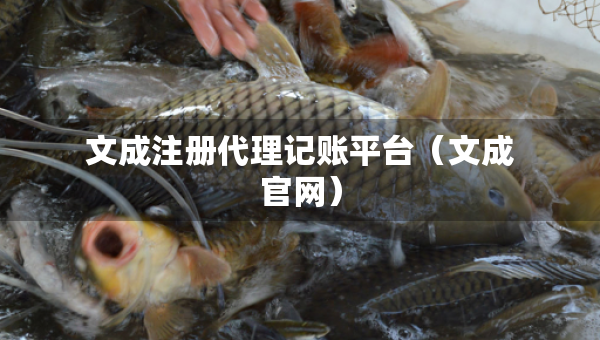 文成注冊(cè)代理記賬平臺(tái)（文成官網(wǎng)）
