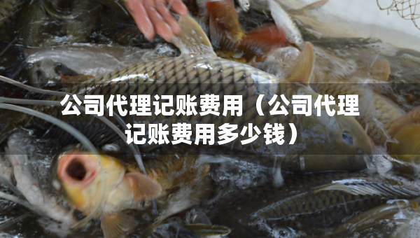 公司代理記賬費用（公司代理記賬費用多少錢）