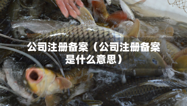 公司注冊備案（公司注冊備案是什么意思）