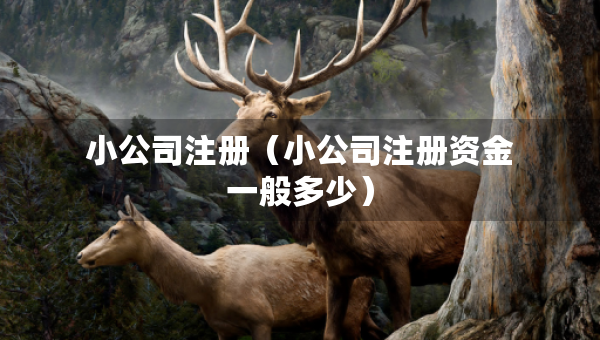 小公司注冊(cè)（小公司注冊(cè)資金一般多少）