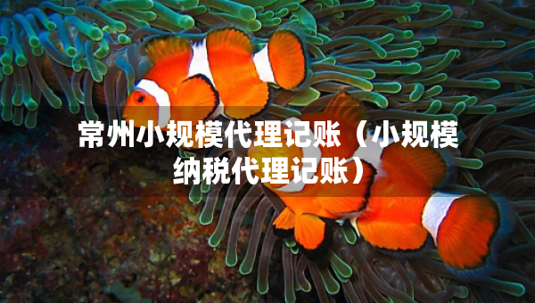 常州小規(guī)模代理記賬（小規(guī)模納稅代理記賬）