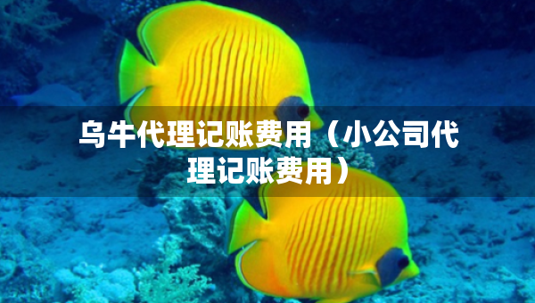烏牛代理記賬費(fèi)用（小公司代理記賬費(fèi)用）