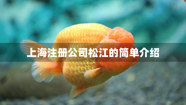 上海注冊公司松江的簡單介紹