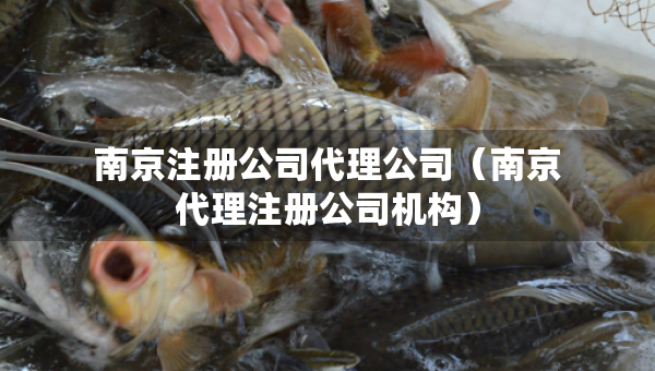 南京注冊公司代理公司（南京代理注冊公司機構(gòu)）