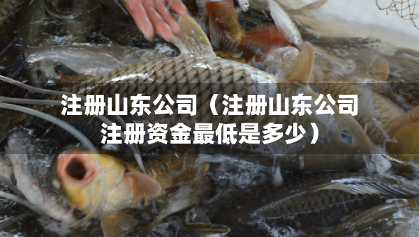 注冊(cè)山東公司（注冊(cè)山東公司注冊(cè)資金最低是多少）