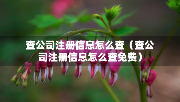 查公司注冊信息怎么查（查公司注冊信息怎么查免費）