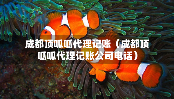 成都頂呱呱代理記賬（成都頂呱呱代理記賬公司電話）