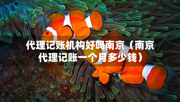 代理記賬機(jī)構(gòu)好嗎南京（南京代理記賬一個(gè)月多少錢）