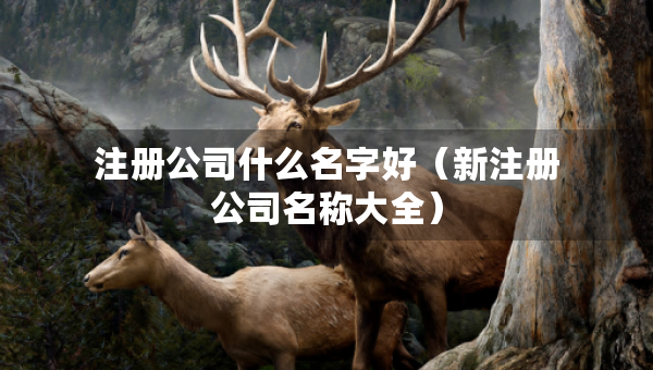 注冊(cè)公司什么名字好（新注冊(cè)公司名稱大全）